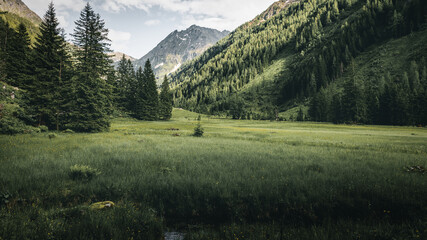 Expansive Alpine Meadow and Forest in the Schladminger Tauern