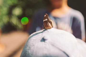 Butterfly resting on a cap worn by a child in a sunny garden setting, showcasing a moment of nature's beauty