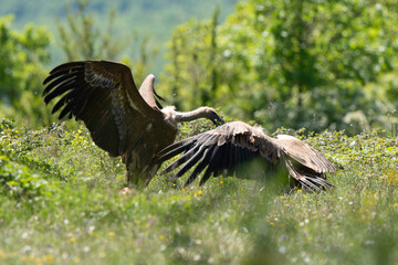Vautour fauve,Gyps fulvus, Griffon Vulture, Parc naturel régional des grands causses 48, Lozere, France