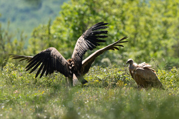 Vautour fauve,Gyps fulvus, Griffon Vulture, Parc naturel régional des grands causses 48, Lozere, France