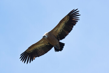 Vautour fauve,
Gyps fulvus, Griffon Vulture, Parc naturel régional des grands causses 48, Lozere, France