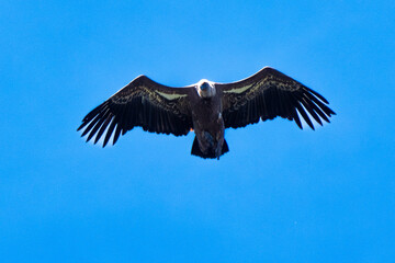 Vautour fauve,Gyps fulvus, Griffon Vulture, Parc naturel régional des grands causses 48, Lozere, France