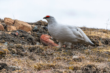 Lagopède alpin, male et femelle, Lagopus muta, Rock Ptarmigan