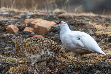 Lagopède alpin, male et femelle, Lagopus muta, Rock Ptarmigan