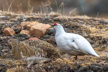 Lagopède alpin, male et femelle, Lagopus muta, Rock Ptarmigan