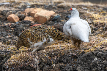 Lagopède alpin, male et femelle, Lagopus muta, Rock Ptarmigan
