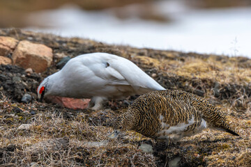 Lagopède alpin, male et femelle, Lagopus muta, Rock Ptarmigan