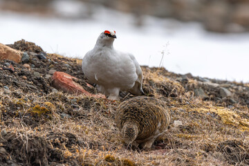 Lagopède alpin, male et femelle, Lagopus muta, Rock Ptarmigan