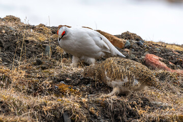 Lagopède alpin, male et femelle, Lagopus muta, Rock Ptarmigan