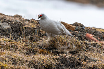 Lagopède alpin, male et femelle, Lagopus muta, Rock Ptarmigan