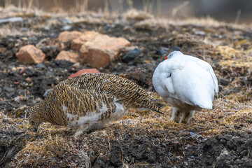 Lagopède alpin, male et femelle, Lagopus muta, Rock Ptarmigan