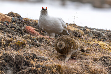 Lagopède alpin, male et femelle, Lagopus muta, Rock Ptarmigan