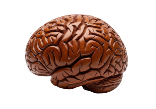 Exquisite hand-carved anatomical brain model of polished mahogany wood with etched vascular patterns, against a transparent background with copy space, concept of scientific precision and artistry