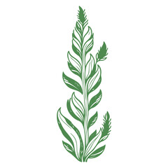 tulip flower illustration green