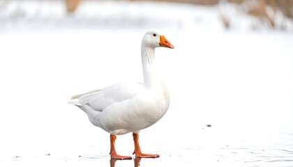 Fototapeta premium White goose on snowy ice