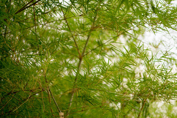 Lush Green Bamboo Leaves, Lush green bamboo leaves in sunlight.