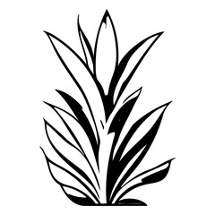 aloe flower illustration sketch