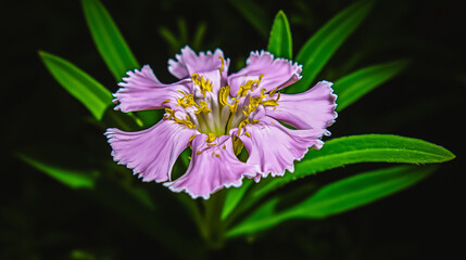 Vibrant pink flower blooming against dark background