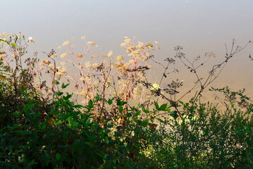 Delicate Weed Flowers at Pond Edge