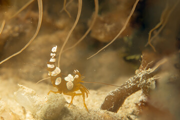 A macro photo of a Sexy shrimp, Holthuis cleaner shrimp or Ancylomenes holthuisi. Picture from Puerto Galera, Philippines
