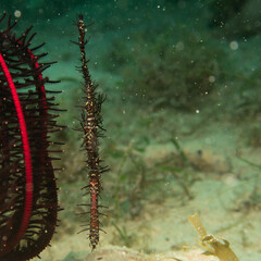 A Ghost Pipefish, Solenostomus Paradoxus, hiding close to a Crinoid, soft coral in Philippines. Picture from Puerto Galera