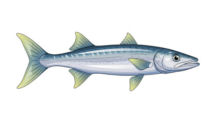 Obraz premium Realistic Vector Illustration of Silver Barracuda Fish with Green Fins Isolated 