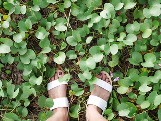 White Sandals Among Lush Green Leaves in Natural Setting