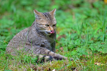 Wildcay eyeing its prey.