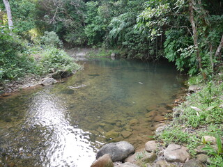 Serene Nature Scene with Clear Stream Flowing Through Lush Greenery