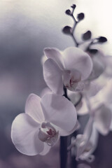 Phalaenopsis, beautiful orchid flowers, background or photo wallpaper
