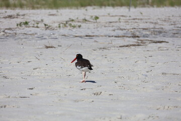 An American Oyster Catcher walking along the white sands of Cape May New Jersey. 