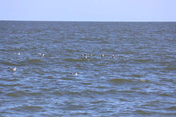 A group of seagulls flying over the ocean along the Cape May shoreline.