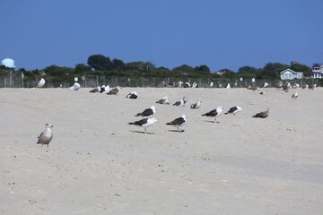 Fototapeta premium A flock of seagulls congregating on the white sandy shore of Cape May New Jersey.