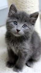 Adorable gray kitten with blue eyes sitting indoors