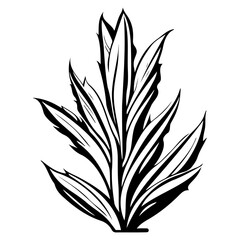 aloe flower illustration sketch