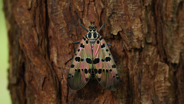 A lanternfly with striking pink and black patterned wings rests on the textured bark of a tree