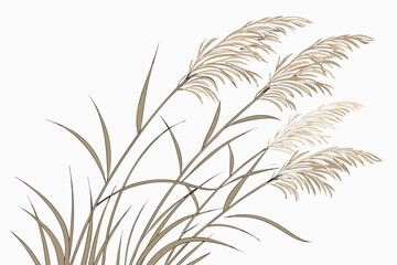 wheat ears isolated on white