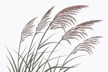grass isolated on white background
