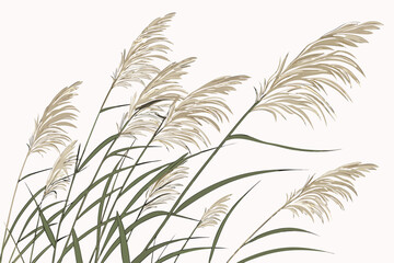 wheat ears isolated on white