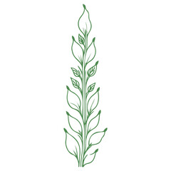 Fototapeta premium tulip flower illustration green