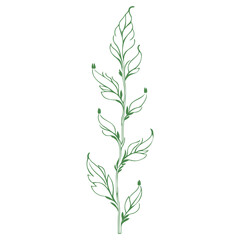 tulip flower illustration green