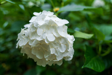 Macro Shot of Delicate White Hydrangea Blossoms Unfolding Against a Lush Green Blurred Leaf Background.
