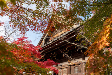 The main hall of Shinnyo-do Temple (Shinshogokuraku-ji) surrounded by a sea of vibrant red and orange autumn leaves. Sakyo-ku, Kyoto, Japan.