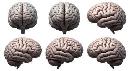 Multiple views showcase the detailed, symmetrical anatomy of a human brain on a dark background