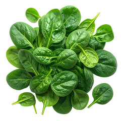Fresh organic spinach leaves arranged in a pile, on a transparent background