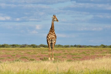 Giraffe (giraffa camelopardalis) im Etoscha Nationalpark in Namibia
