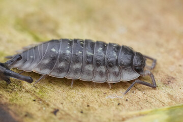 Macro Shot of a Pill Bug on a Leaf