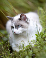 Portrait of a Ragdoll cat sitting on green grass outdoors