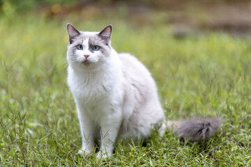 Portrait of a Ragdoll cat sitting on green grass outdoors