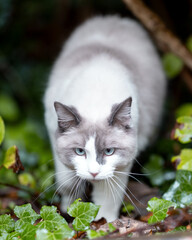 Ragdoll cat exploring garden plants after rain